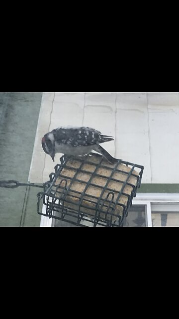 Three toed woodpecker at feeder