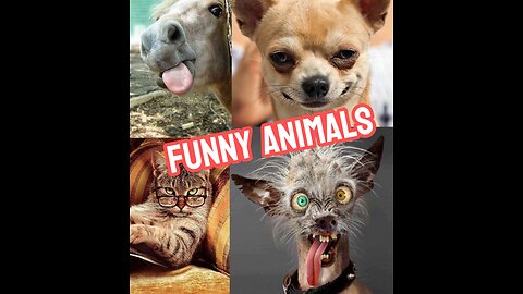 Funny animals