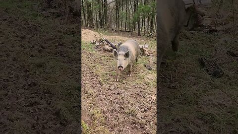 Pig Comes to say Hi @UncleTimsFarm #kärnəvór #carnivore #pigtalk #shorts