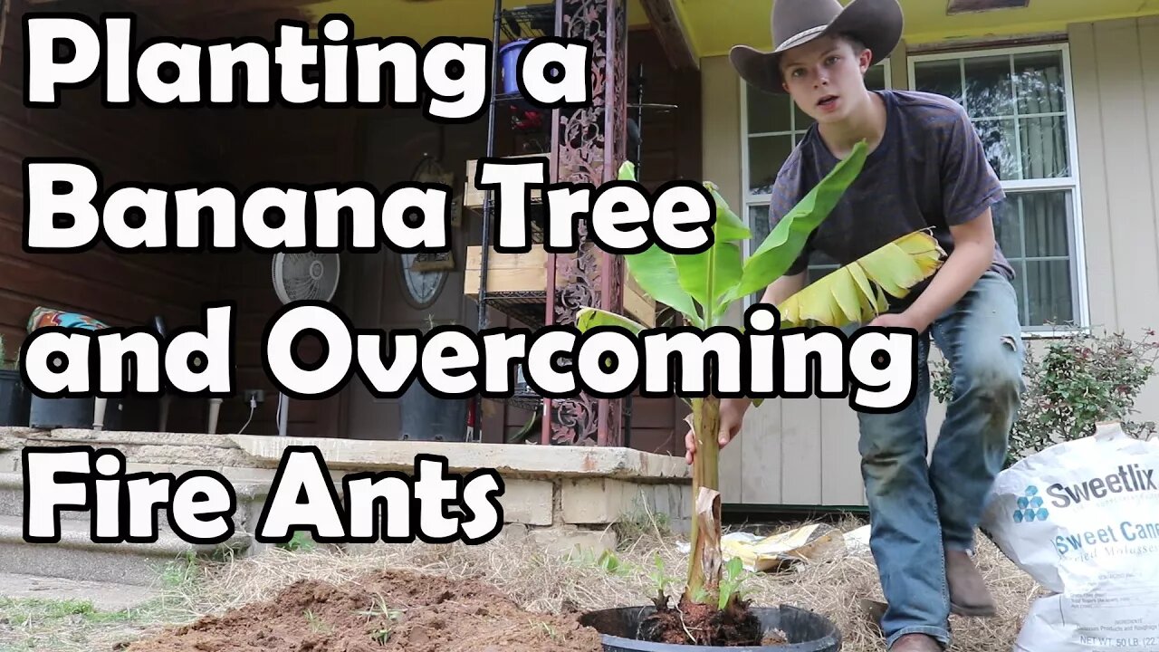 Plant a Banana Tree//Chocolate Banana Smoothie//Molasses Chases away Fire Ants