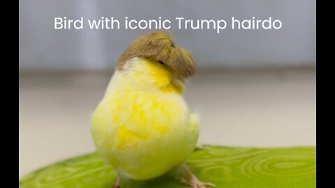 Bird with iconic Trump Hairdo