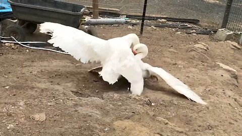 Ganders fighting. Father does victory dance. #geese #pilgrimgeese