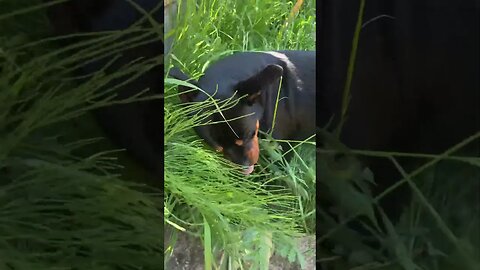 Cute puppy Rottweiler! 🐶 #shorts #short #viral #trending #subscribe