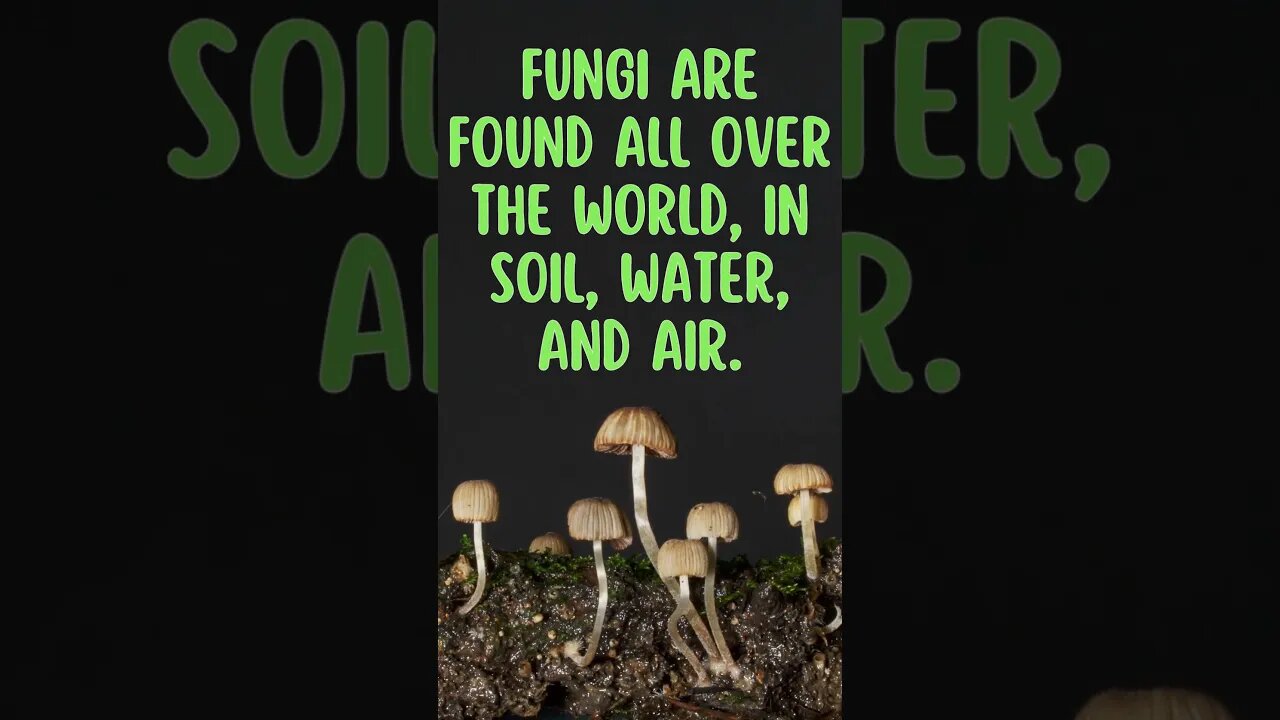 🍄Discover Fascinating Nature Facts👀#shorts #shortsfact #naturefacts #fungi #fungifacts