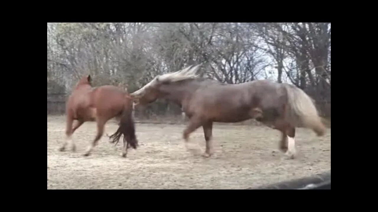 Mean Horse PIcks On Another Horse - Not Really, Just Normal Horse Head Behavior Affected By Humans