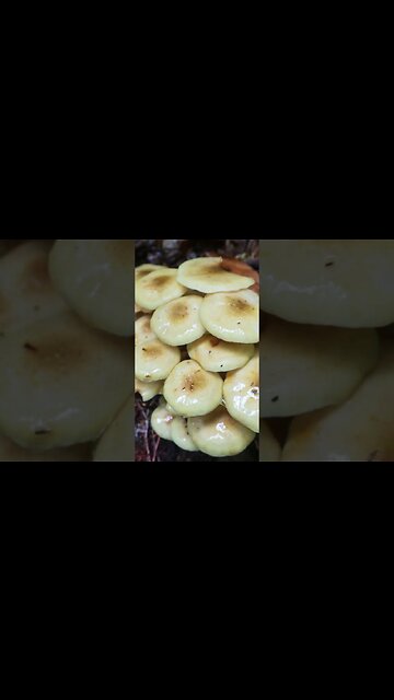 The Largest Organism on the Planet!