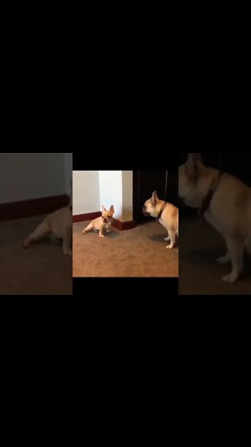 Attack! 🙈🐶😂 #shorts #shortsfeed #clips #shortvideo