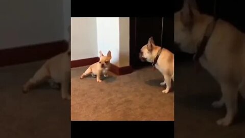 Attack! 🙈🐶😂 #shorts #shortsfeed #clips #shortvideo