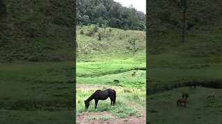 Arthur the Rescue Horse and Penny graze on the hillside