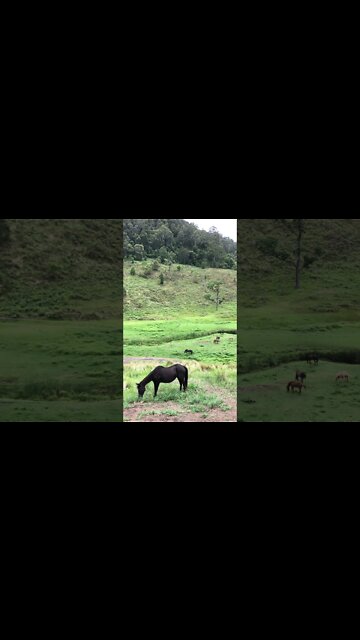 Arthur the Rescue Horse and Penny graze on the hillside