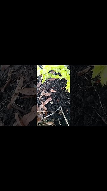 garden bed update. Jan 2023.