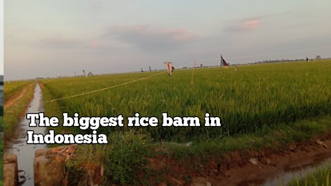 The biggest rice barn in Indonesia