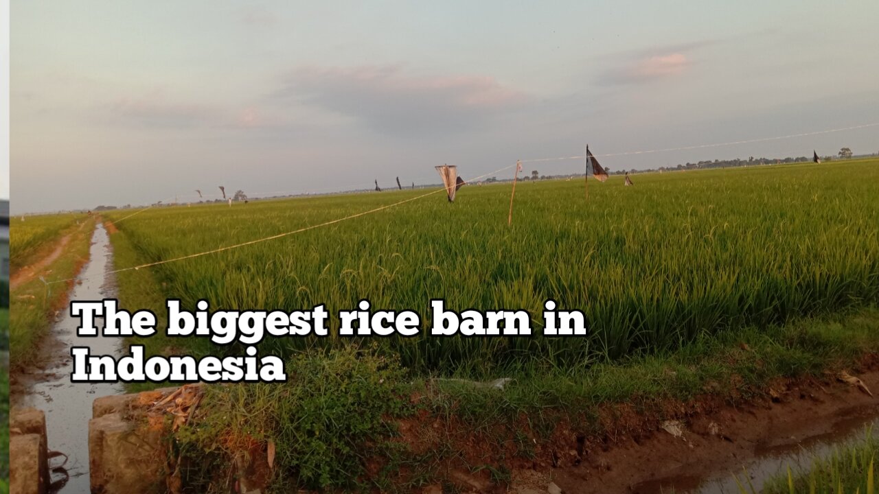 The biggest rice barn in Indonesia