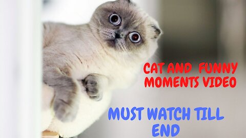 FUNNY CATS MOMENTS VIDEO