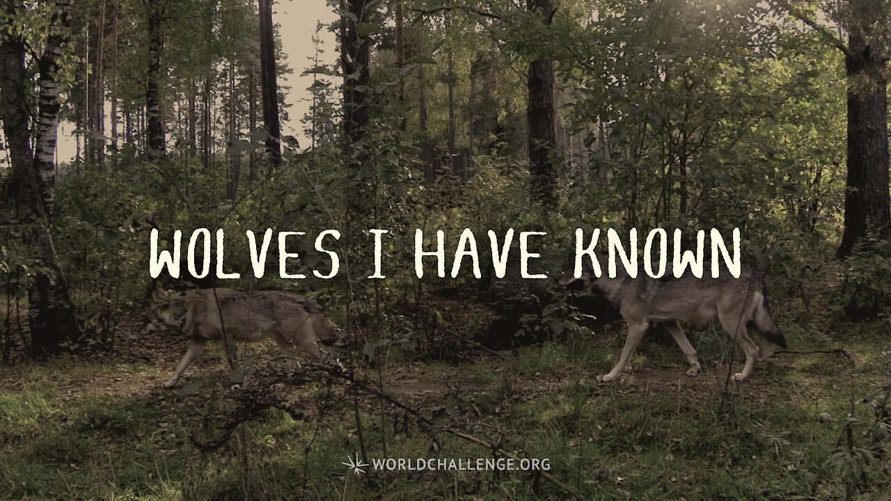 Wolves I Have Known - Carter Conlon -July 13, 1994