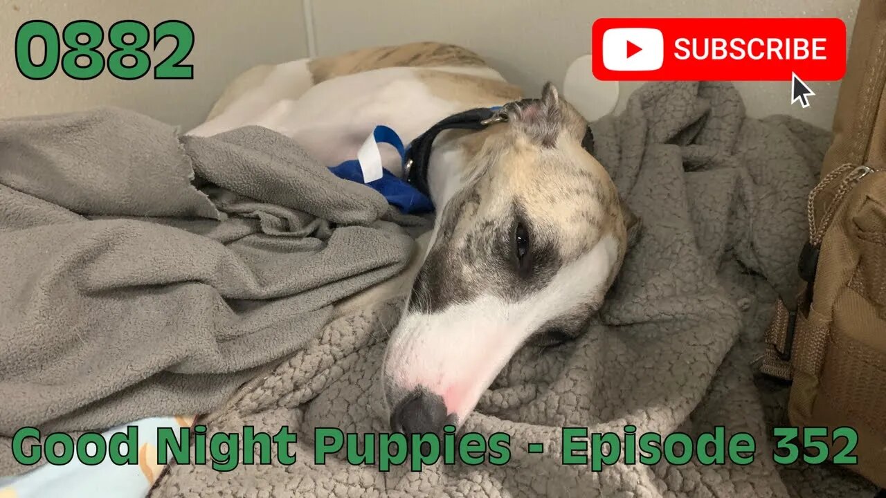 [0882] GOOD NIGHT PUPPIES - EPISODE 352 [#dogs #doggos #doggos #puppies #dogdaycare]