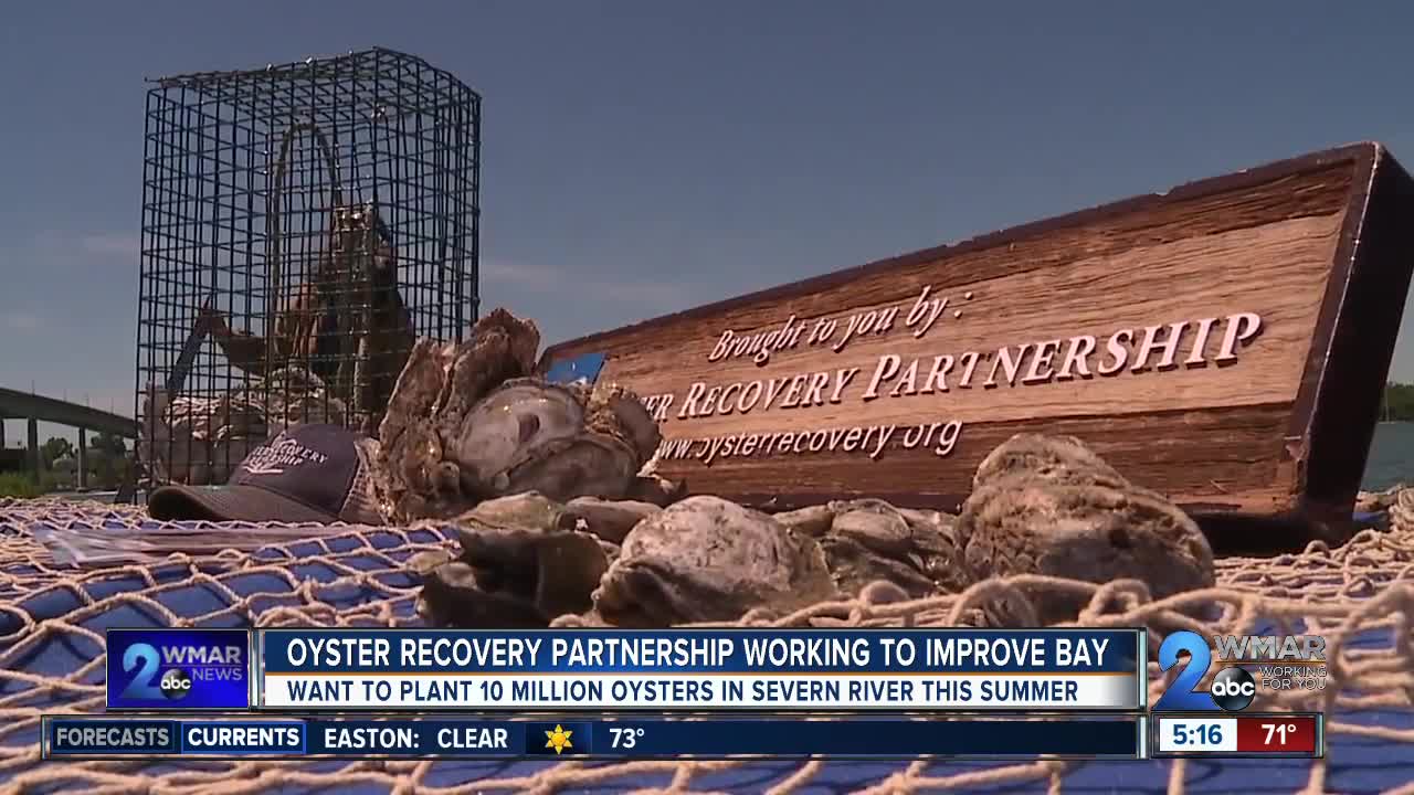 Oyster Recovery Partnership working to improve Chesapeake Bay