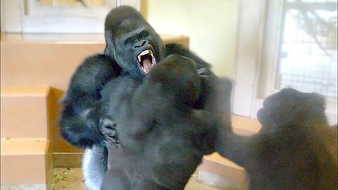 Gorilla Big Fight! Silverback Is Angry Toward His Son _ The Shabani Group