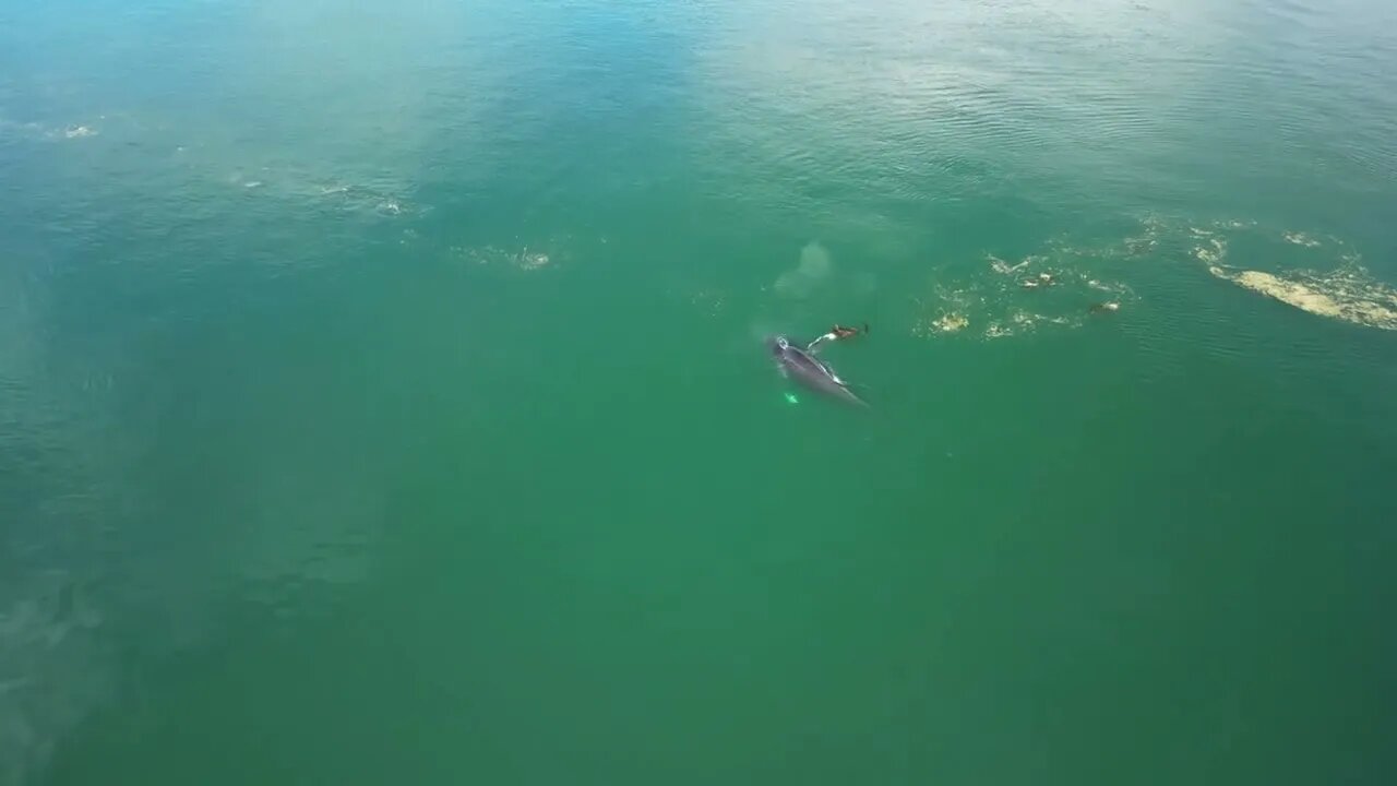 Humpback “Malachite” 29 September 2022 Day Island, WA 4k UHD Version-2