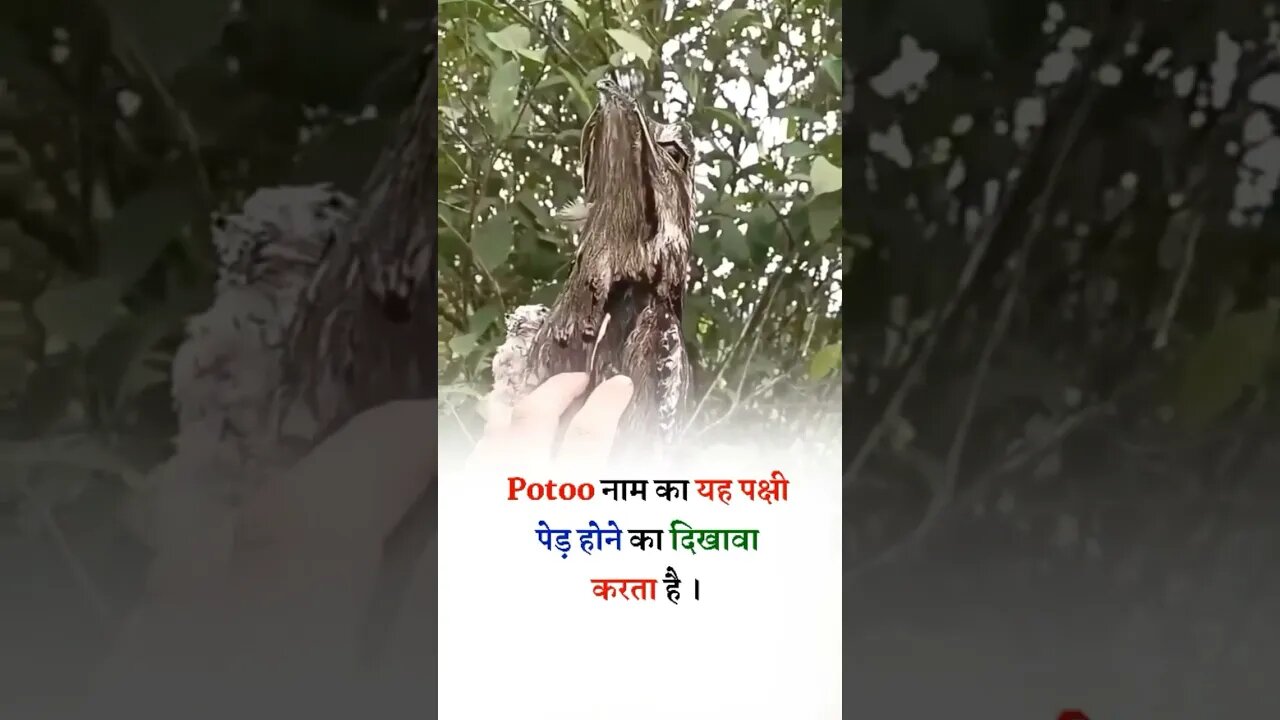 potoo नाम का यह पक्षी पेड़ होने का दिखावा कैसे करता है देखिये 😱😱😱 #shorts