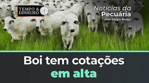 Boi tem cotações em alta no mercado físico e na B3. Indicador Bezerro MS cai R$ 500 em 12 meses