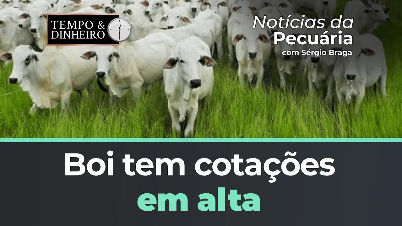 Boi tem cotações em alta no mercado físico e na B3. Indicador Bezerro MS cai R$ 500 em 12 meses