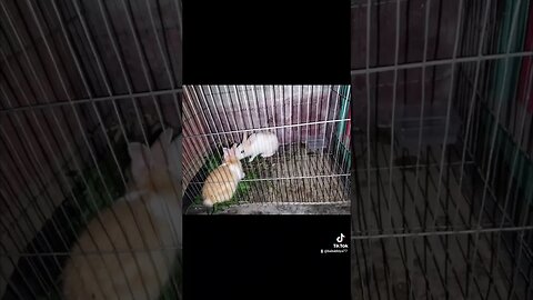 বোকা খরগোশ🐇🐰🐇🐰🐇