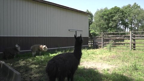 Brendan feels like it's fate they were able to get the 56-acre site. He says, after he and his wife purchased their house nearby, the Buffalo Ranch was always calling their name.