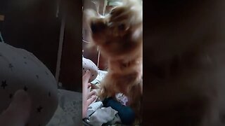 #dogshow , #animals , #dogs , #shorts