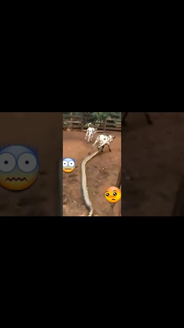 What's happening #Shorts #ytshorts #UbertainmentFun #Dogs #Animals #Fun