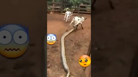 What's happening #Shorts #ytshorts #UbertainmentFun #Dogs #Animals #Fun