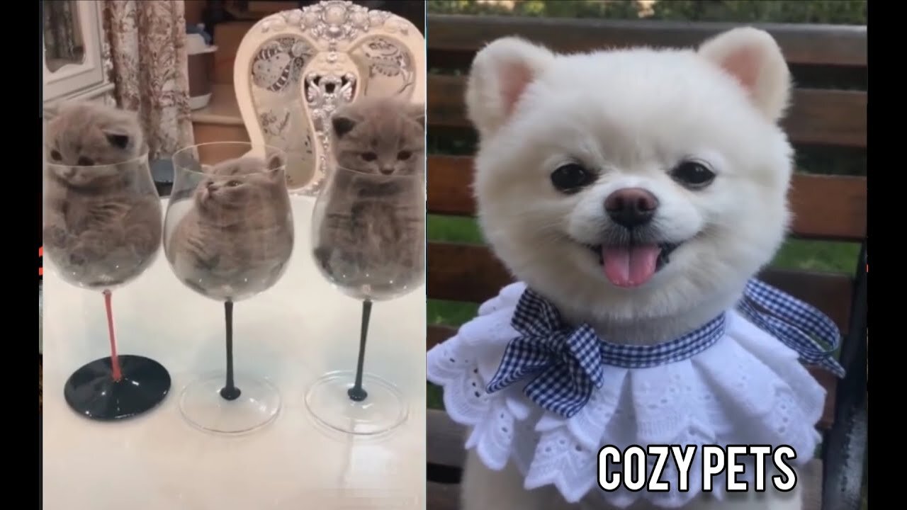 1 Minute of Funny and Cute Puppy CLIPS!