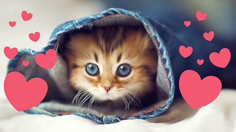 These Cats Are TOO FUNNY! Crazy Cat Compilation!