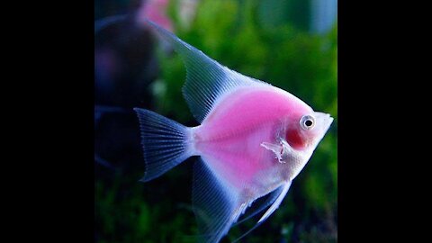 Beautiful Fish