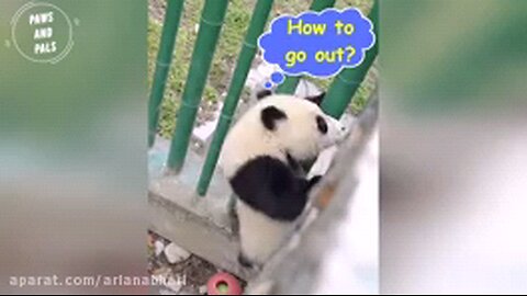 Funny videos of baby pandas