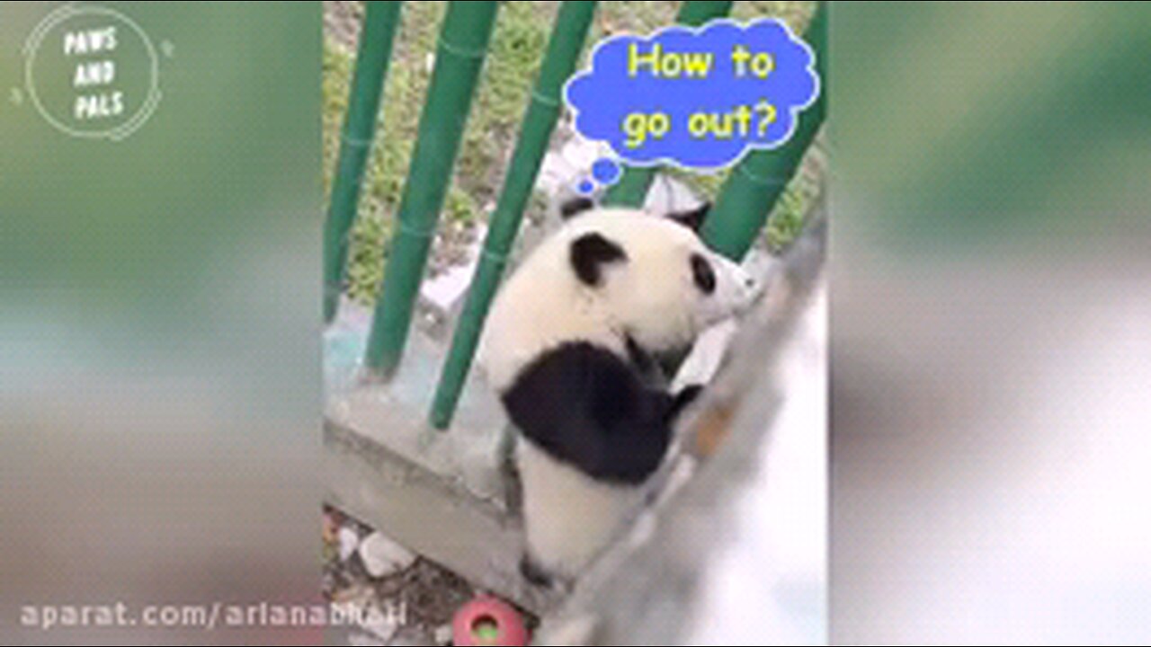 Funny videos of baby pandas