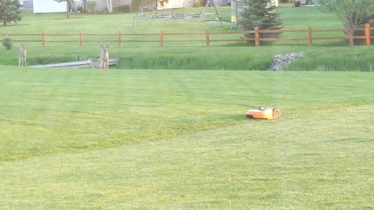 Everyone in the neighborhood is fascinated with my robot lawn mower