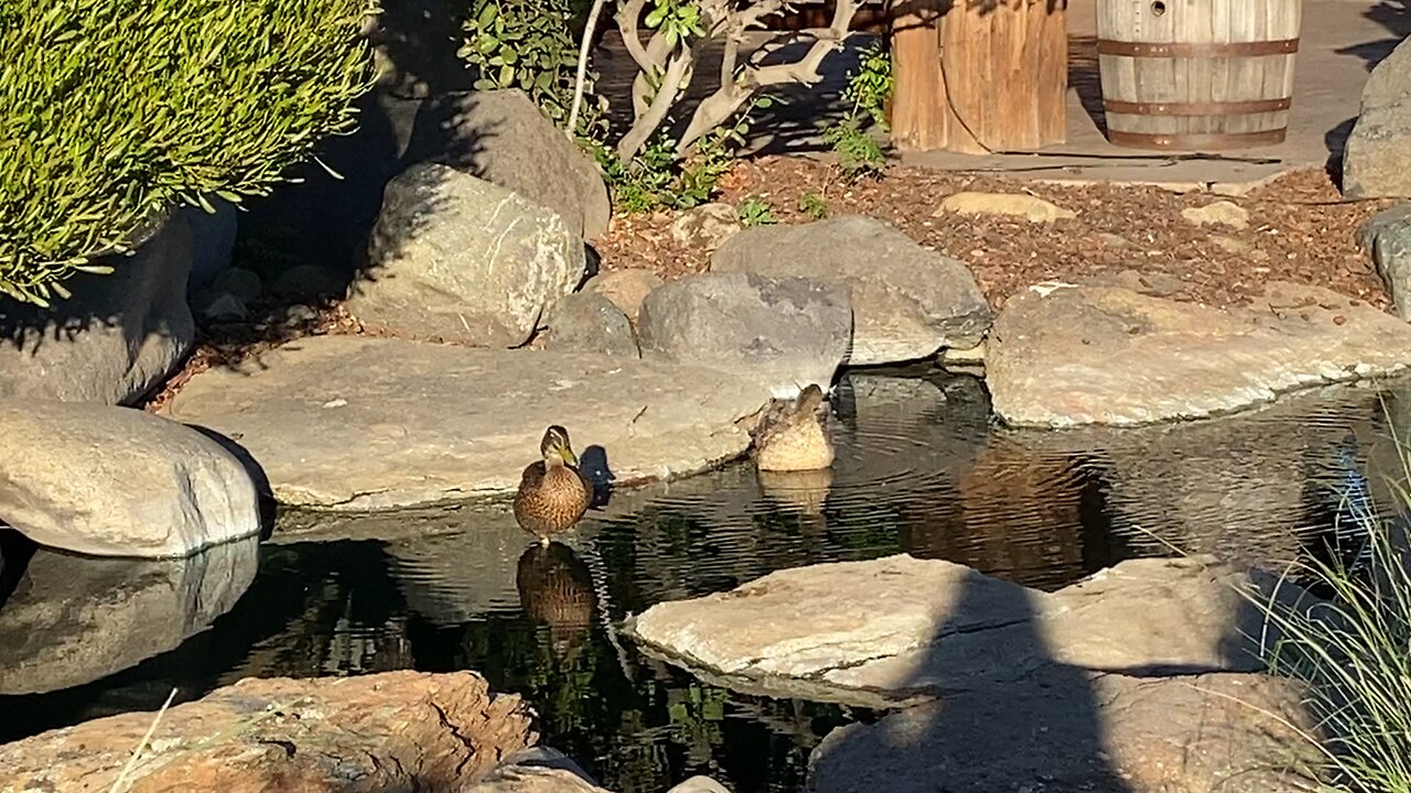 Two Ducks 🦆 in pond at Bass Pro Shops