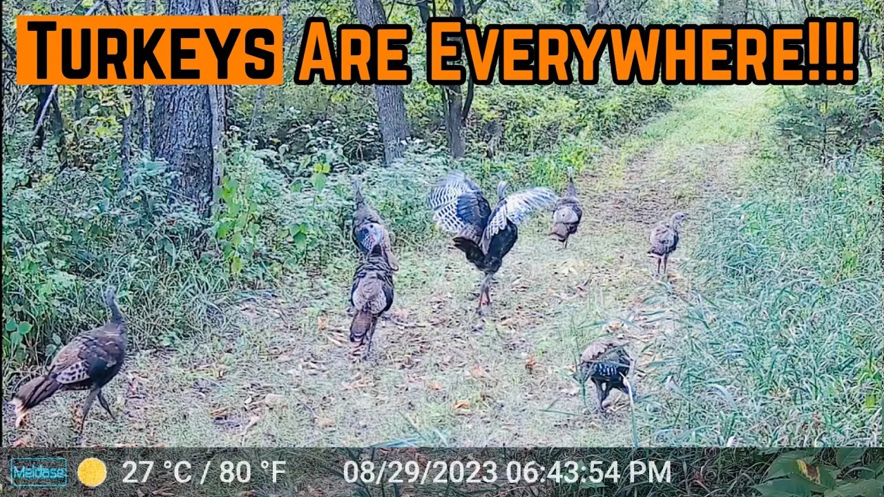 Turkeys On EVERY Camera!!!