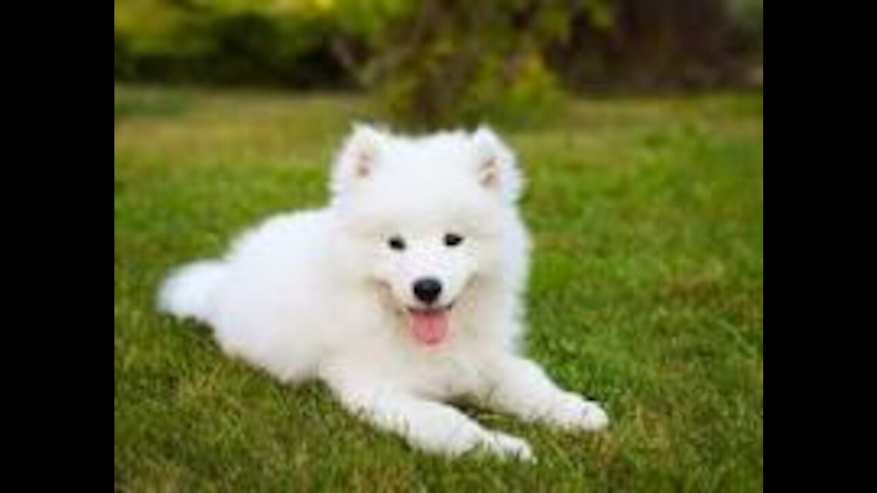 FUN CHALLENGE DOG