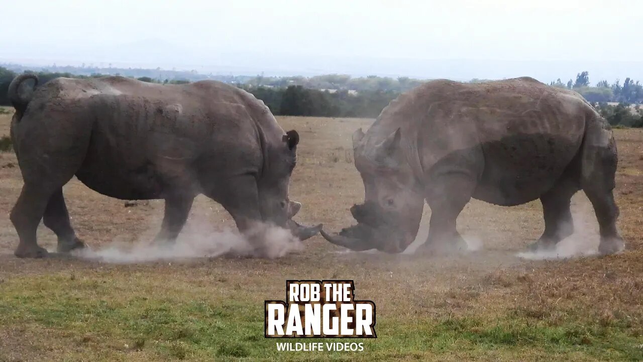 Southern White Rhino Bulls | Ol Pejeta | Zebra Plains On Tour