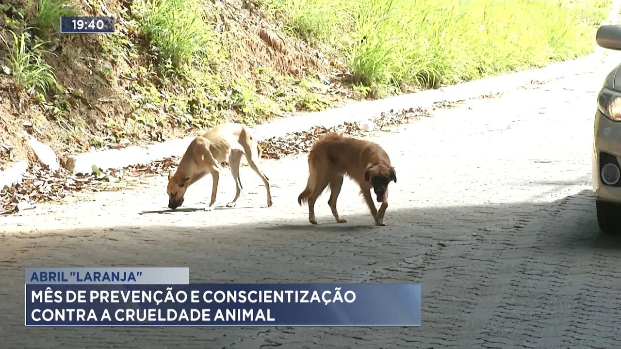 Abril Laranja: Mês de prevenção e conscientização contra a crueldade animal.