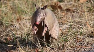 Legesyg armadillo vil ikke lade sin ven være i fred!