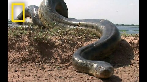 5 Grown Men Vs. 1 Big Snake _ National Geographic