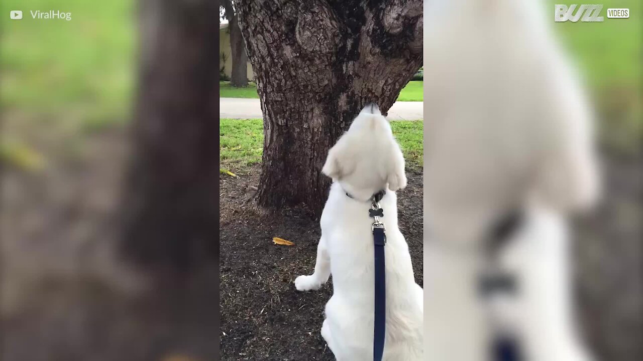 Cane aspetta lo scoiattolo nel posto sbagliato