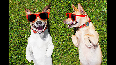 100% can't stop Laughing at these Funny Dogs