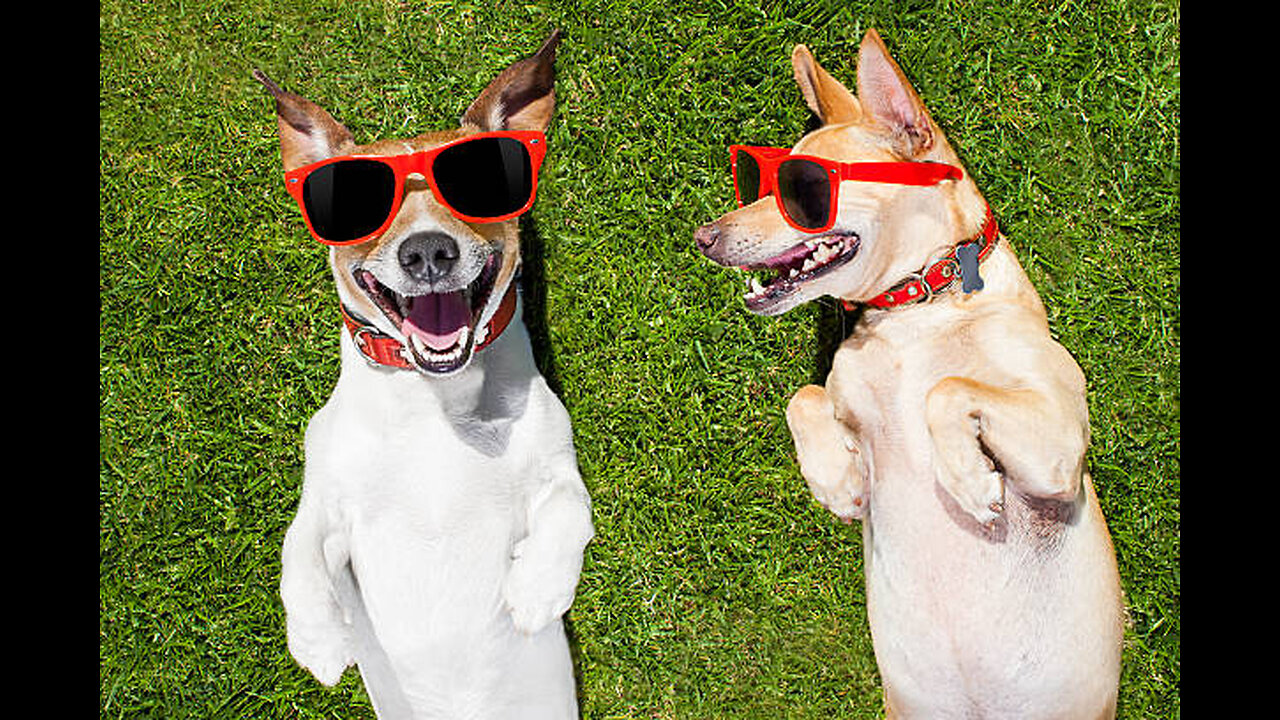 100% can't stop Laughing at these Funny Dogs
