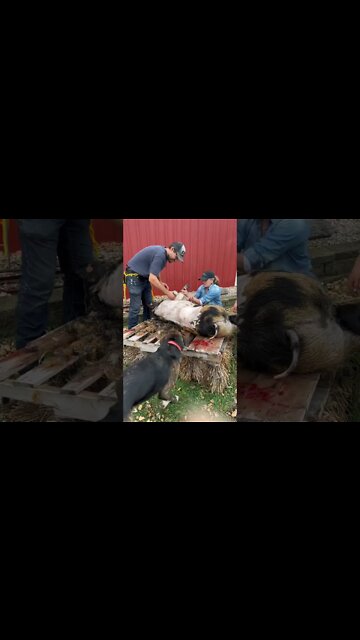 Time For Some Pork 🐷🥓 #idahopasturepig #pigbutchering #shorts