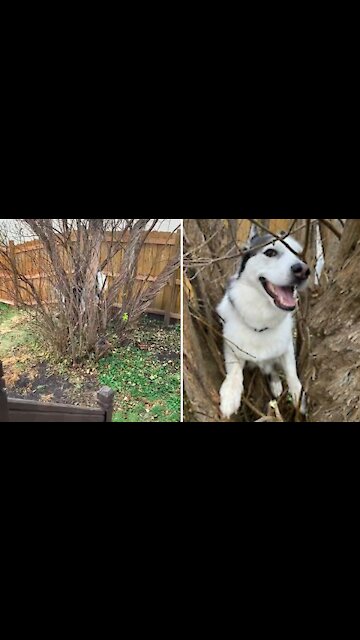 Husky Chases Squirrel Up A Tree, Ends Up Getting Stuck