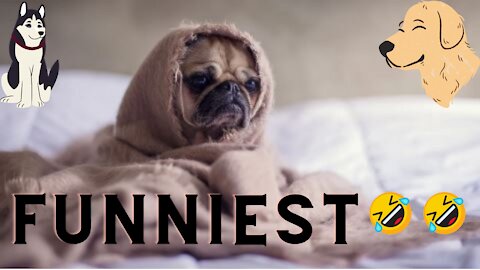 Funny Dogs Reaction To Homeowners/Vet 🤣 You'll LAUGH more than you should 😂😭